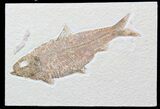 Large, Knightia Alta Fossil Fish - Wyoming #40504-1